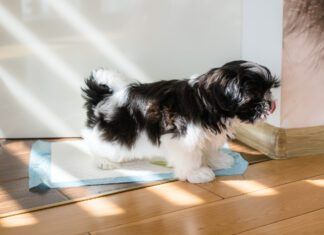 Training a puppy to use a pee pad is different from training an older dog.