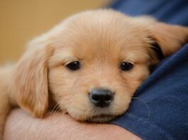 Puppy flea treatments are important because puppies are more vulnerable to fleas, and to the diseases they carry.