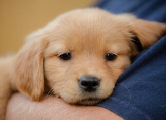 Puppy flea treatments are important because puppies are more vulnerable to fleas, and to the diseases they carry.
