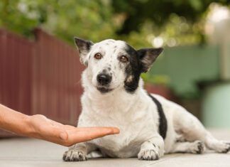 Famotidine for dogs is an acid reducer that can help deal with certain stomach issues in dogs.