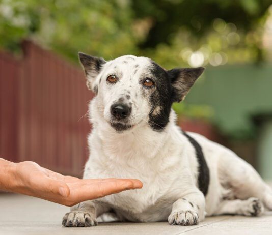 Famotidine for dogs is an acid reducer that can help deal with certain stomach issues in dogs.