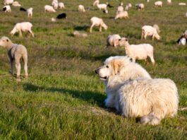 Great Pyrenees are a breed of livestock guardian dogs that also make good family dogs.