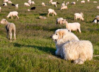 Great Pyrenees are a breed of livestock guardian dogs that also make good family dogs.
