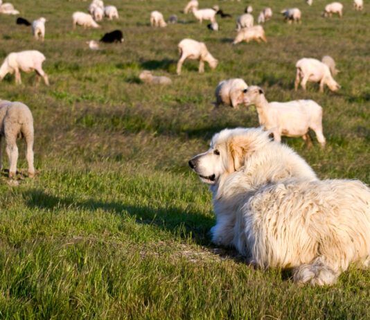 Great Pyrenees are a breed of livestock guardian dogs that also make good family dogs.