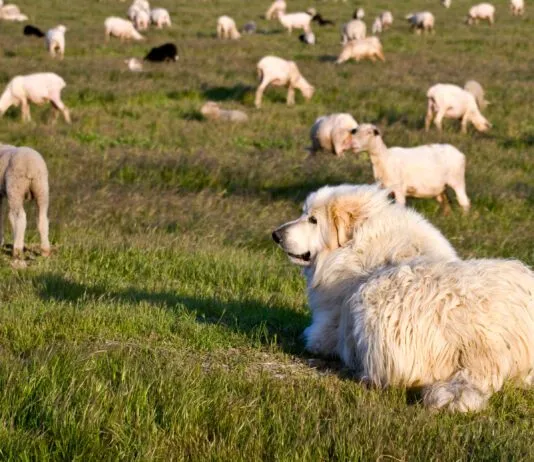 Great Pyrenees are a breed of livestock guardian dogs that also make good family dogs.