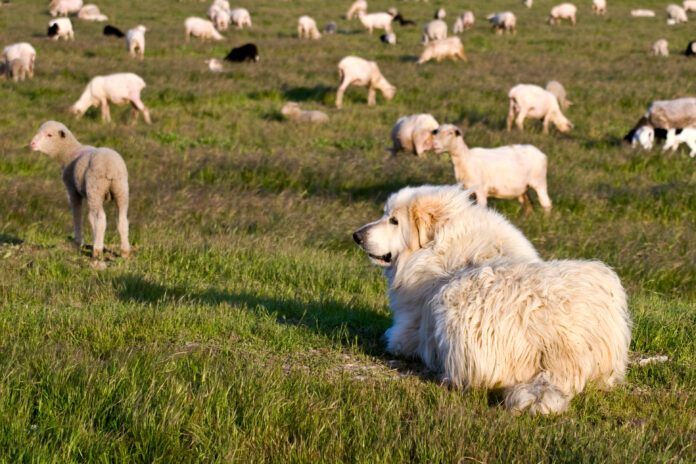 Great Pyrenees are a breed of livestock guardian dogs that also make good family dogs.