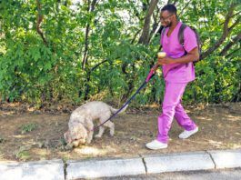 Knowing the signs of heart failure in dogs can lead to a better prognosis for an aging dog.