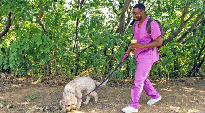 Knowing the signs of heart failure in dogs can lead to a better prognosis for an aging dog.