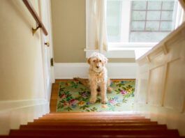 Dogs do have a sense of time, and can tell when you are behind schedule.