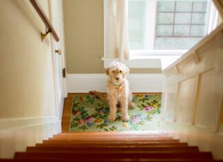 Dogs do have a sense of time, and can tell when you are behind schedule.