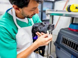 Sucralfate for dogs can help with a variety of canine stomach problems.