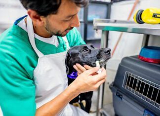 Sucralfate for dogs can help with a variety of canine stomach problems.