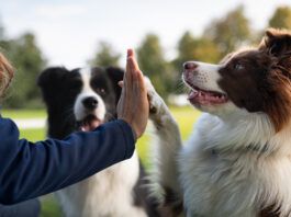 Alpha dog training stems from a misunderstanding about dog social groups, and has done immense damage.