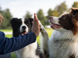 Alpha dog training stems from a misunderstanding about dog social groups, and has done immense damage.