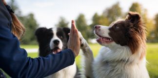 Alpha dog training stems from a misunderstanding about dog social groups, and has done immense damage.