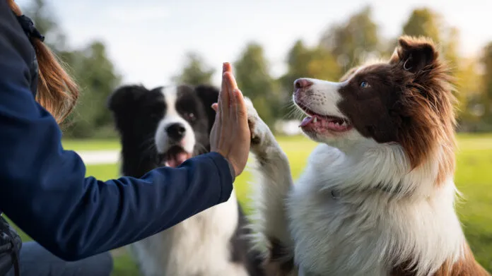 Alpha dog training stems from a misunderstanding about dog social groups, and has done immense damage.