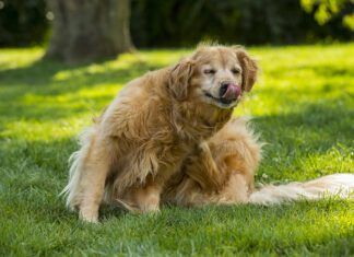 When is flea season? It can be all year round if you don't stay up to date on flea treatments.
