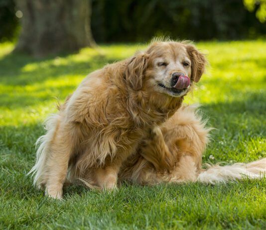 When is flea season? It can be all year round if you don't stay up to date on flea treatments.