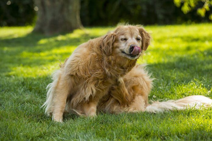 When is flea season? It can be all year round if you don't stay up to date on flea treatments.