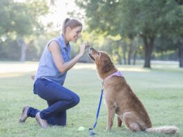 Training with treats is an effective means of positive reinforcement training so long the treats are not a bribe.