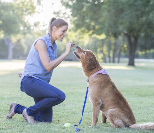 Training with treats is an effective means of positive reinforcement training so long the treats are not a bribe.