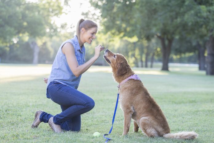 Training with treats is an effective means of positive reinforcement training so long the treats are not a bribe.