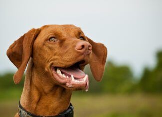 Dog dental insurance isn't really necessary for young dogs, but many dogs develop dental issues by their 3rd year.