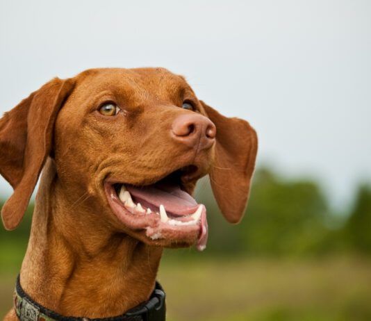 Dog dental insurance isn't really necessary for young dogs, but many dogs develop dental issues by their 3rd year.