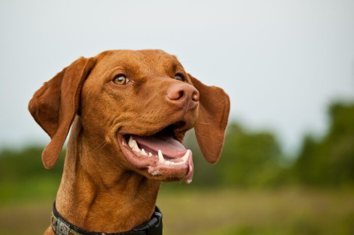 Dog dental insurance isn't really necessary for young dogs, but many dogs develop dental issues by their 3rd year.