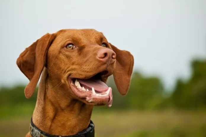 Dog dental insurance isn't really necessary for young dogs, but many dogs develop dental issues by their 3rd year.