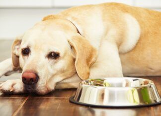 Acid-reflux in dogs is a serious issue that requires a vet visit.