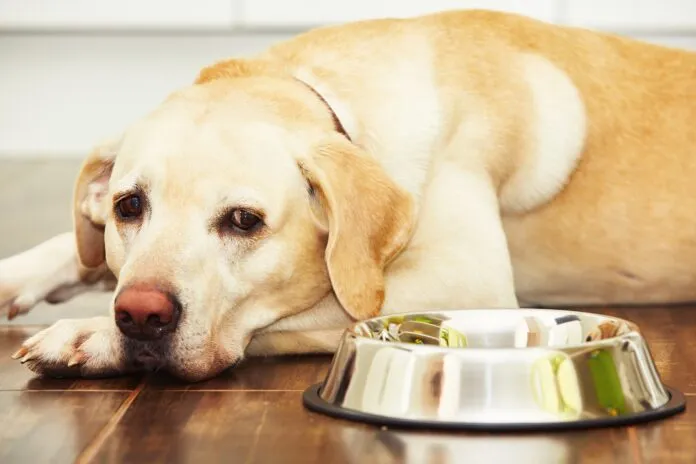 Acid-reflux in dogs is a serious issue that requires a vet visit.