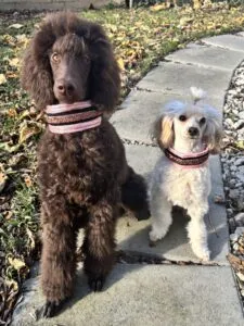 A poodle and a doodle dog stand side by side looking at the camera.