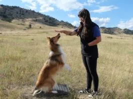 Play and training are both how you bond with your dog.