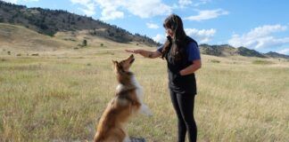 Play and training are both how you bond with your dog.