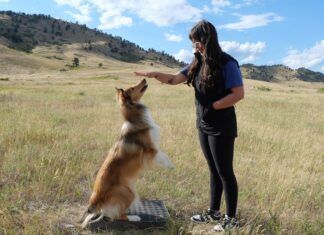 Play and training are both how you bond with your dog.