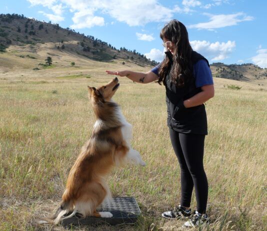 Play and training are both how you bond with your dog.