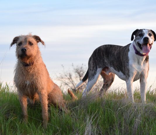 Woody and Boone, Nancy Kern's dogs outside in a field.