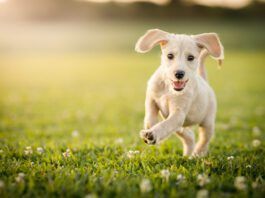 Sometimes the right dog ends up with the wrong person, and the best option is rehoming.