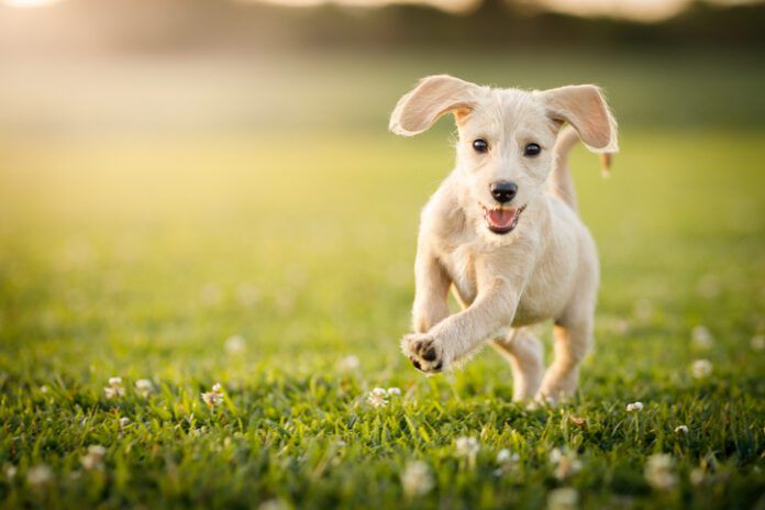 Sometimes the right dog ends up with the wrong person, and the best option is rehoming.