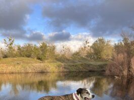Nancy Kern is famous for telling dog owners their pup is overweight, but that doesn't mean her dogs are in peak physical condition either.