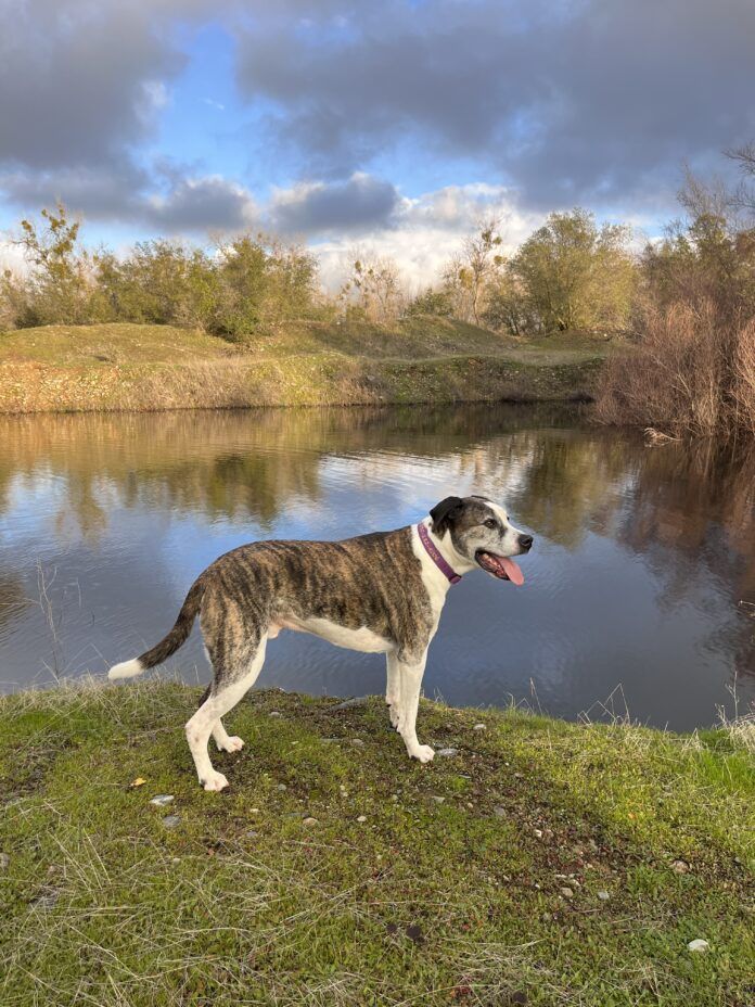 Nancy Kern is famous for telling dog owners their pup is overweight, but that doesn't mean her dogs are in peak physical condition either.