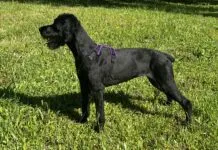Gear that lasts and does its job is one of the best investments a dog owner can make.