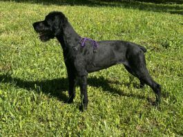 Gear that lasts and does its job is one of the best investments a dog owner can make.