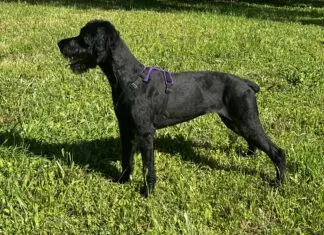 Gear that lasts and does its job is one of the best investments a dog owner can make.