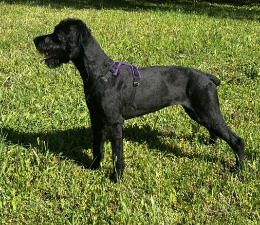 Gear that lasts and does its job is one of the best investments a dog owner can make.