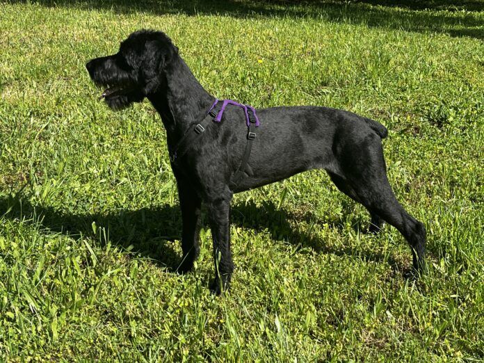Gear that lasts and does its job is one of the best investments a dog owner can make.