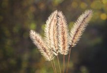 Foxtails are an annual hazard for dogs along the west coast of the United States.