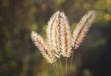 Foxtails are an annual hazard for dogs along the west coast of the United States.