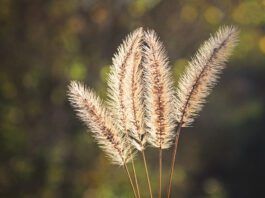 Foxtails are an annual hazard for dogs along the west coast of the United States.